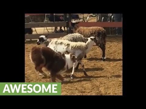 Australian Shepherd aces his instinct herding test