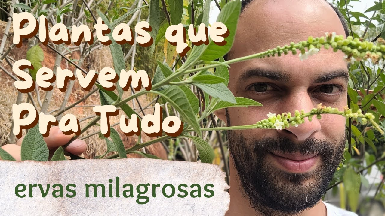 10 Ervas Medicinais MILAGROSAS Fáceis de Cultivar