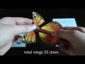The Magic Butterfly