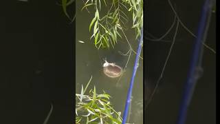 Download lagu Mancing casting#mancing #mancingcastinggabus mp3