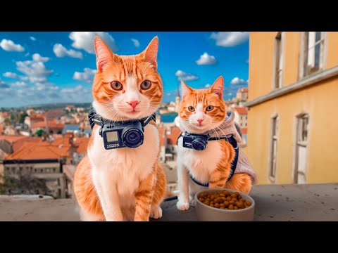 My Cat Found His TWIN?? (But He Is Suspicious) 🤔