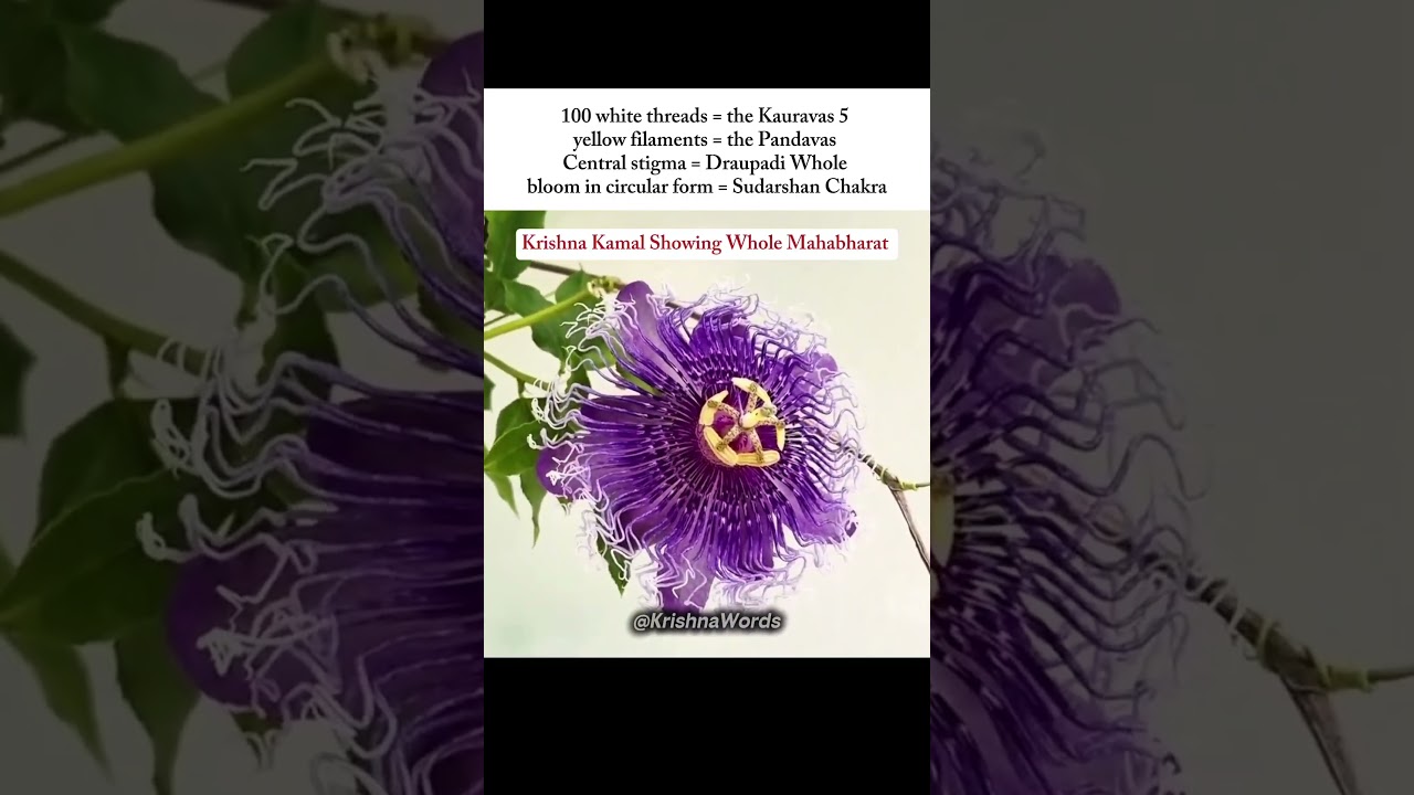 Mahabharat Hidden Inside Krishna Kamal! #krishnakamal #mahabharat
