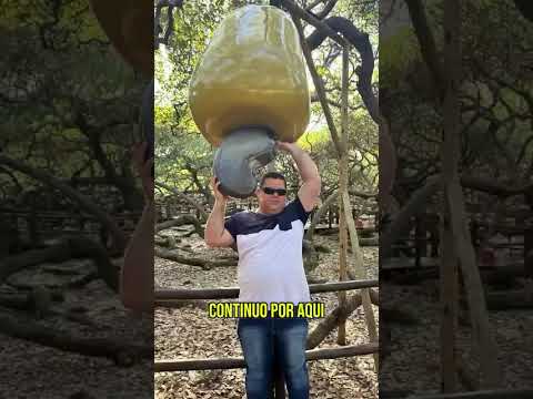Jailton Delogo visita na cidade de Parnamirim, o maior cajueiro do mundo