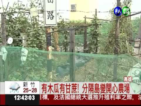 分隔島當農場! 高市養工處要拆