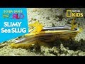 Slimy Sea Slug | Scuba Sam's World