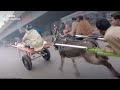 Donkey Race