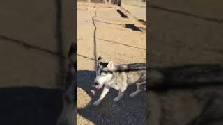 Video preview image #1 Siberian Husky Puppy For Sale in Cedar Crest, NM, USA
