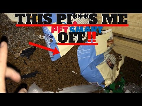 Watch lagu Images Videos Yesterdays News Cat Litter Petsmart, Watch Images Yesterdays News Cat Litter Petsmart free Watch, Watch Images Yesterdays News Cat Litter Petsmart