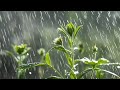 Let Rain Sounds White Noise Heal Your Anxious Moments