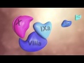 Coagulation Cascade Animation Physiology Of Hemostasis
