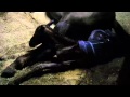 Horse Giving Birth At South Florida SPCA Cami And Emily
