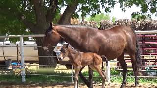 First Video, Archer's baby