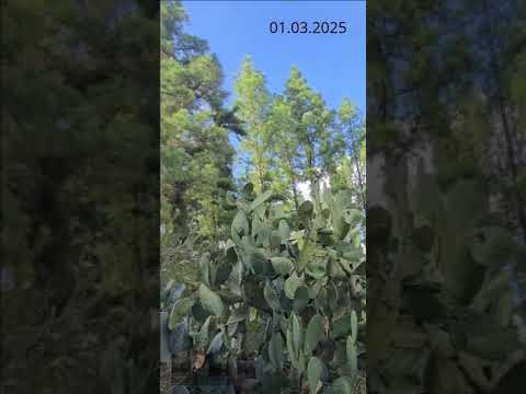 Cerro de La Gloria. Parque General San Martín. Ciudad de Mendoza