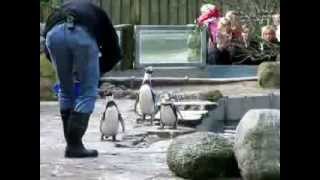 preview picture of video 'Zoo Osnabrück - Pinguin- und Seehundfütterung'