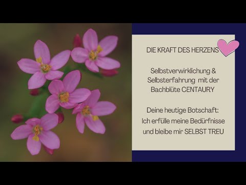Serie Bachblüten Alchemie - Centaury