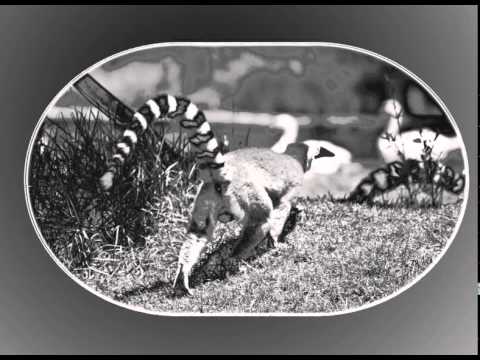 Vlatko Stefanovski & Miroslav Tadic (Live) - Jovano Jovanke