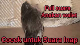 Download lagu SUARA INAP WALET - SUARA INAP - SUARA ANAKAN WALET FULL mp3 Download lagu SUARA INAP WALET - SUARA INAP - SUARA ANAKAN WALET FULL mp3