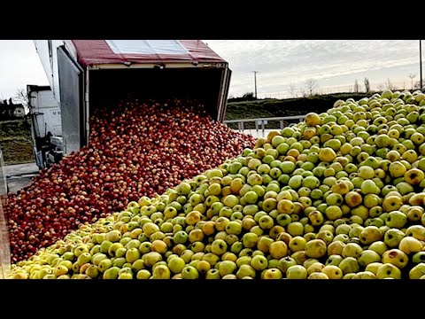 How American Farmers Harvest Billions of Cider Apples