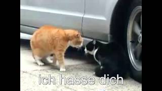 Sprechende Katzen - Deutscher Untertitel Sprechende Katzen - Deutscher Untertitel