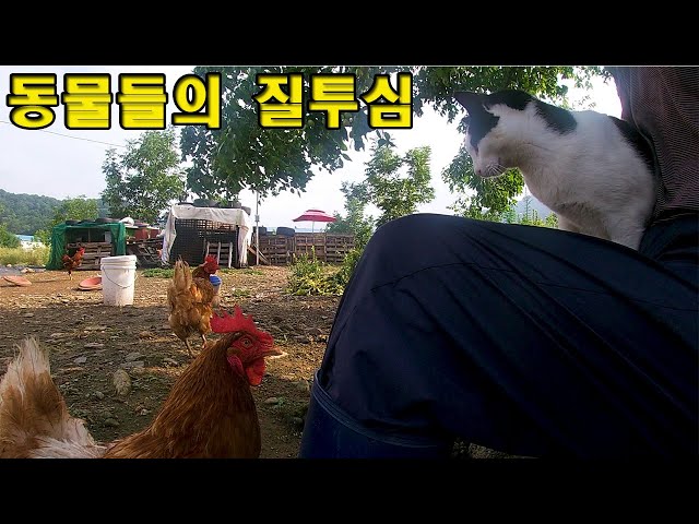 부 videó kiejtése Koreai-ben