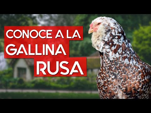 , title : 'Gallina  rusa Orloff 🐔 Raza de gallina resistente al frio invierno'