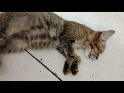 এটা কি হয়েছে কে বলতে পারে 