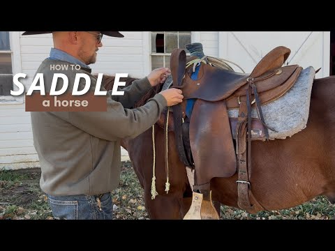 How to Saddle a Horse (western) 