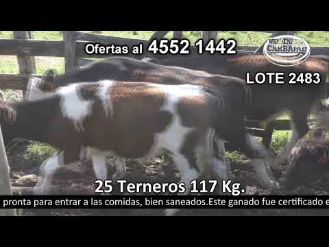 Lote 25 Terneros 18 HO,  3 Kiwi,  2 HO c/  HE,  1 HE c/  RA y 1 HO c/  AA 117kg -  en Costas del Colla- Ruta 2 Km 144 a 11.500 km de Rosario y 13 Km de Nueva Helvecia