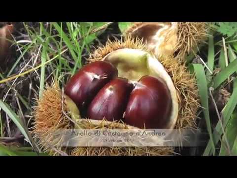 Gruppo treking Tripetetolo: Anello di Castagno d'Andrea, 23 ottobre 2016.