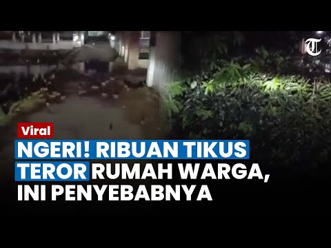 Ngeri! Ini Penyebab Ribuan Tikus Teror Rumah Warga di Karawang, Sempat Terjadi Fenomena Tak Biasa