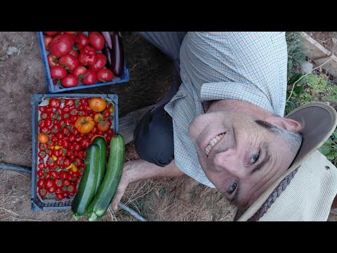Visite de la serre en électroculture remplie de tomates, raisins etc magnifiques après les canicules