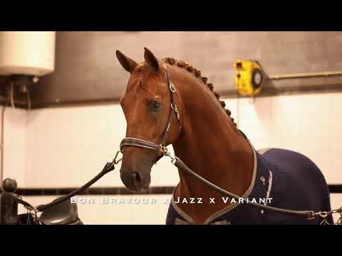 Iconic B, KWPN Approved stallion