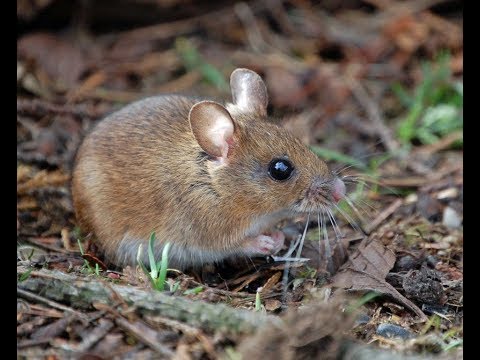download lagu mp3 mp4 To A Mouse, download mp3 To A Mouse free download, download mp3 To A Mouse
