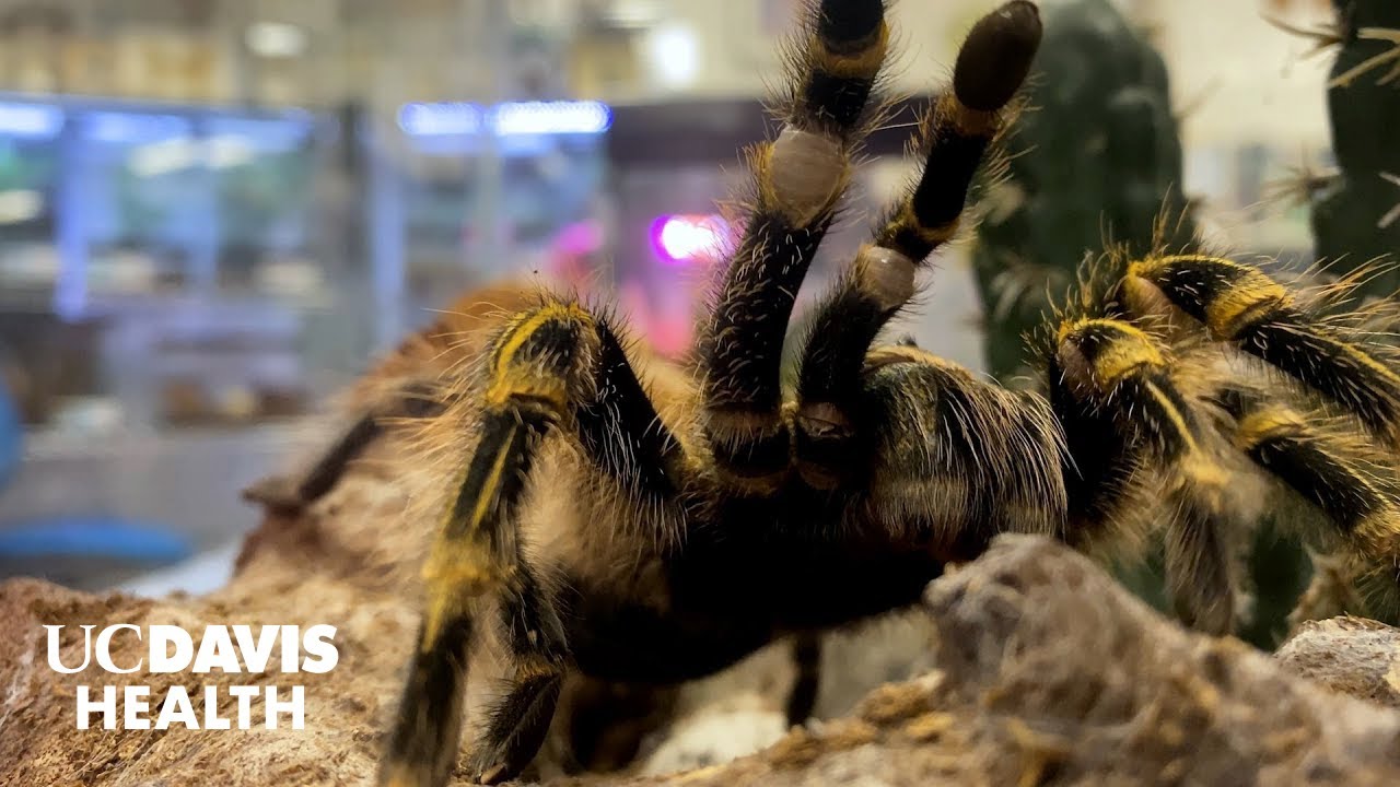 Thumbnail preview of Turning Tarantula Venom into Pain Relief | UC Davis Health Research
