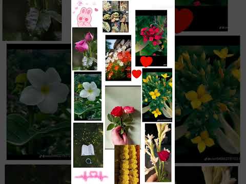 #flowers #khadija #beautiful