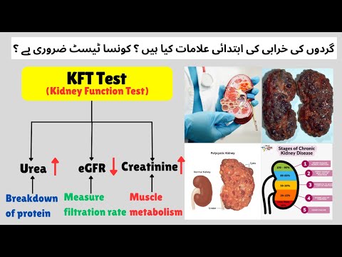 What is Renal Function Test (RFT) I Kidney Function Test (KFT)