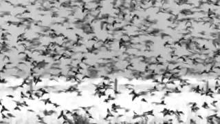 Colin Stetson - From No Part Of Me Could I Summon A Voice