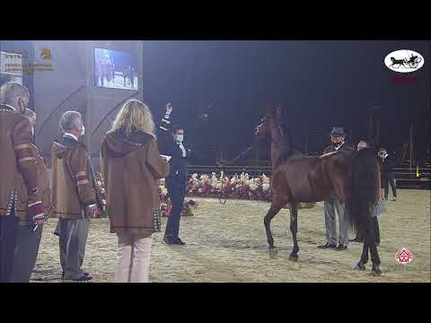 N 225 BAHER AL SHAQAB   Katara International Arabian Horse Festival   Stallions 7 10 Years Old Class