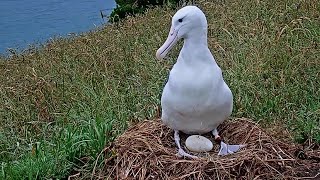 Royal Albatross~YRK shows us her precious egg~8:10 PM 2021/12/15