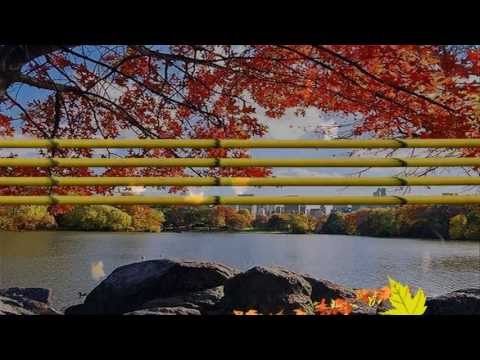 Thu không em - Tấn Minh