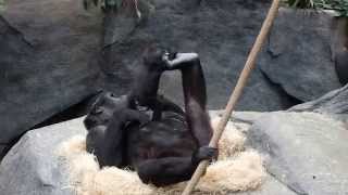 preview picture of video 'Mom (Koola) and Baby (Nora): Gorillas at Brookfield Zoo!'