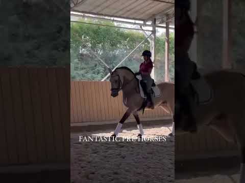 💛 YASI 💛 PURA RAZA ESPAÑOL | Pirofree | Stallion buckskin dressage horse for sale Flying changes