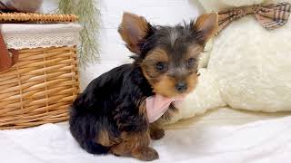 ヨークシャーテリアの動画02