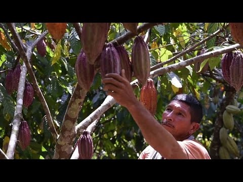 Colombia's 'drug triangle' puts hope in chocolate
