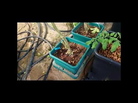 Guide inne & ute i tropiskt växthus