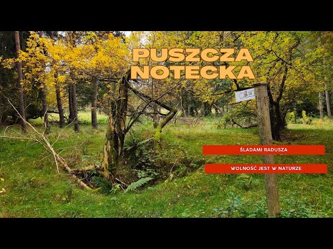 Puszcza Notecka: Śladami Radusza i Wolność jest w naturze.