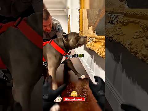 ĐỪNG VỘI CHỬI CHÚ CHÓ NÀY, SỰ THẬT PHÍA SAU BỨC TƯỜNG SẼ KHIẾN BẠN RÙNG MÌNH! 🧱🐕