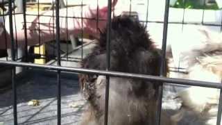 Adventures in raising Silkie chickens part 2: Selecting your birds and identifying them