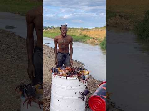 Si mirar agresivo que muerde más duro, un cangrejo o una java o una tortuga Jalva, tu tortuga ￼