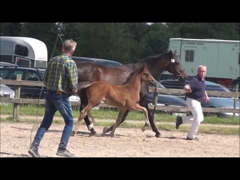 *2017 Stutfohlen von Hickstead White - Lucky Champ